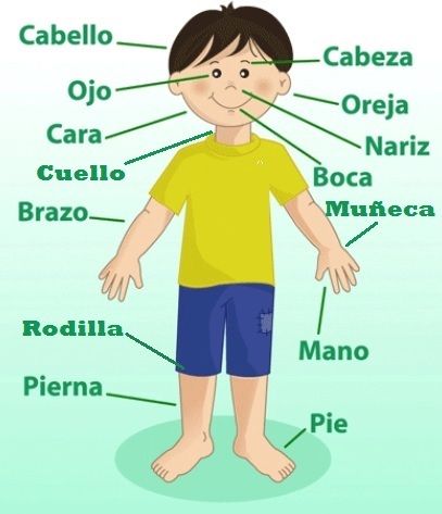 El Cuerpo Humano Para Niños Con Juego Interactivo