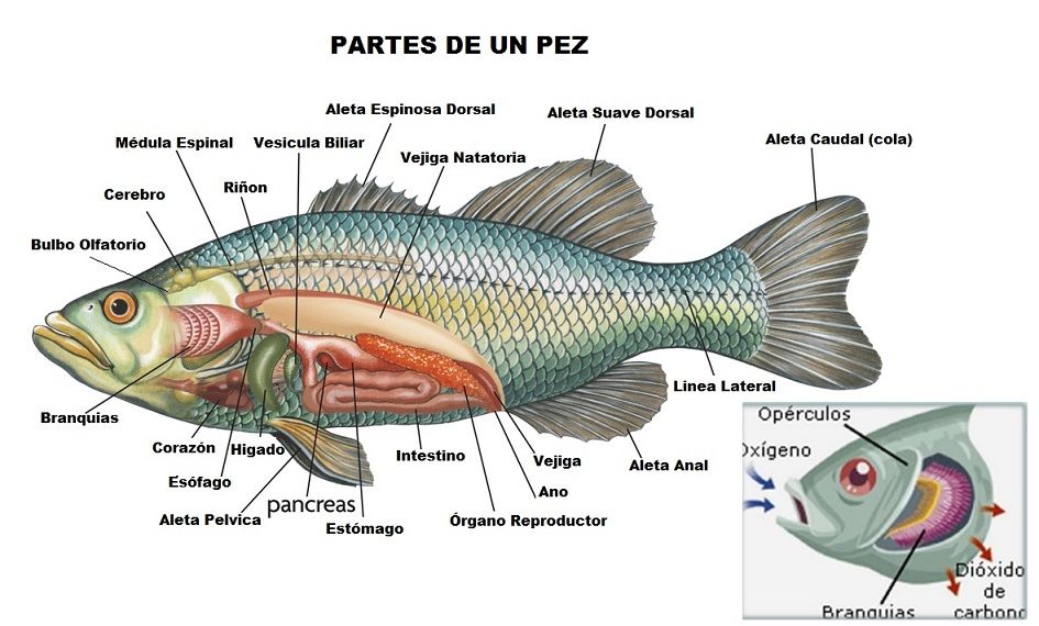 caracteristicas de los peces