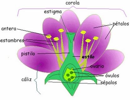 partes de una flor