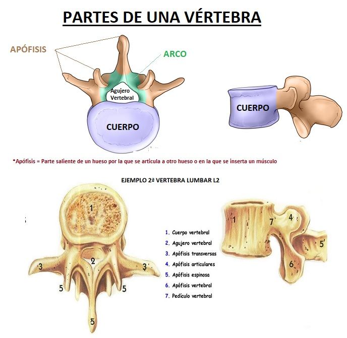 partes de una vertebra