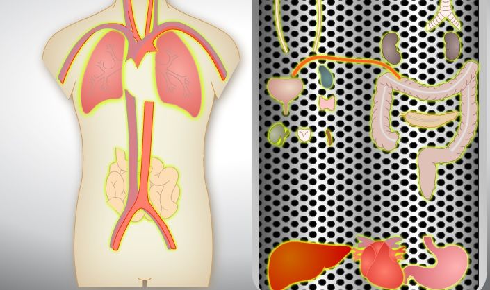 partes del cuerpo humano en ingles