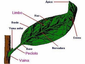 partes de una hoja