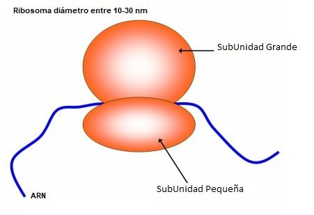 partes ribosoma