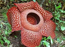 plantas increibles rafflexia