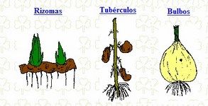 tallos subterraneos