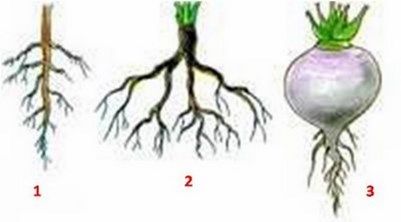 tipos de raices