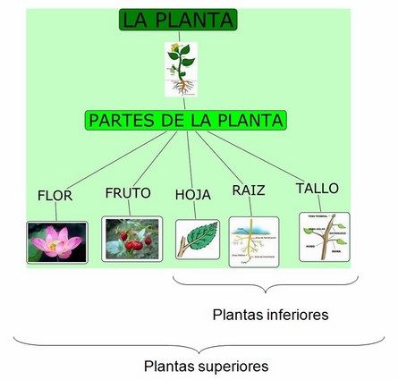 plantas