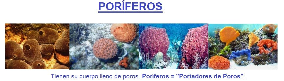 poriferos