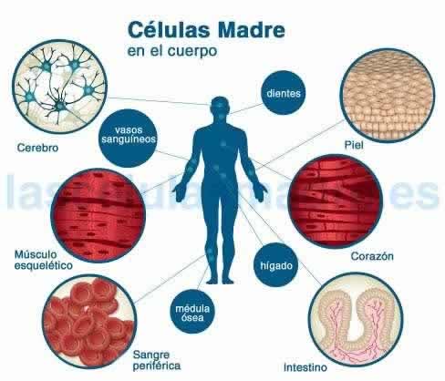 celulas madres procedencia