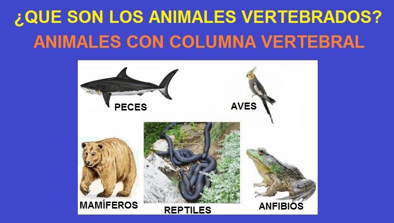 que son los animales vertebrados