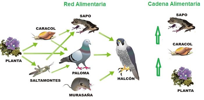 red alimentaria