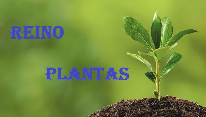 reino plantas