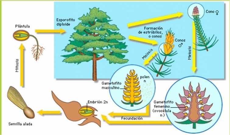 reproduccion gimnospermas