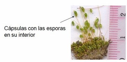 reproduccion hepaticas y musgos