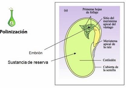 reproduccion plantas