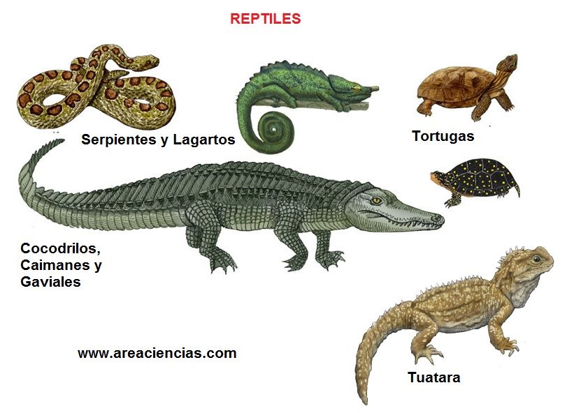 reptiles