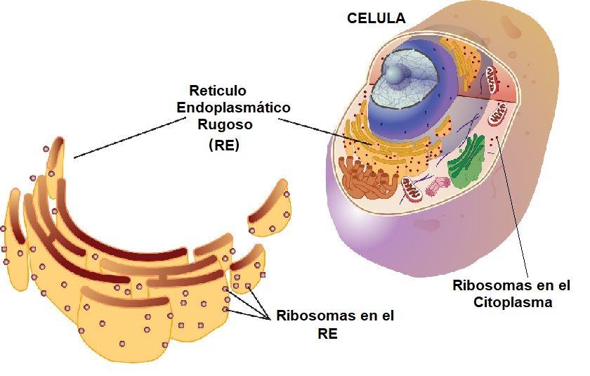 ribosomas en la celula