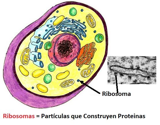 ribosomas