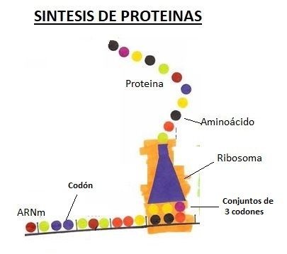 sintesis de proteinas