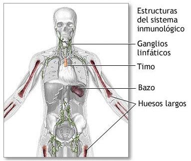 sistema inmunologico