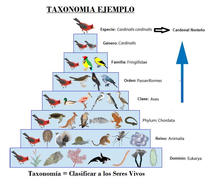 taxonomia