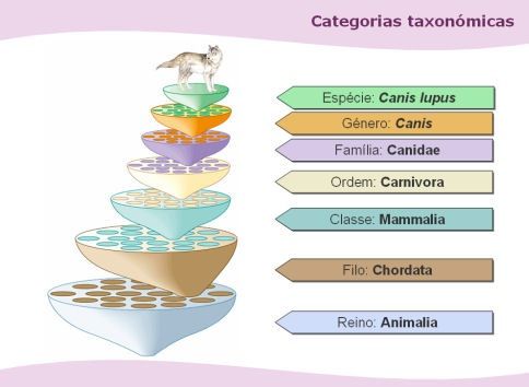 taxonomia