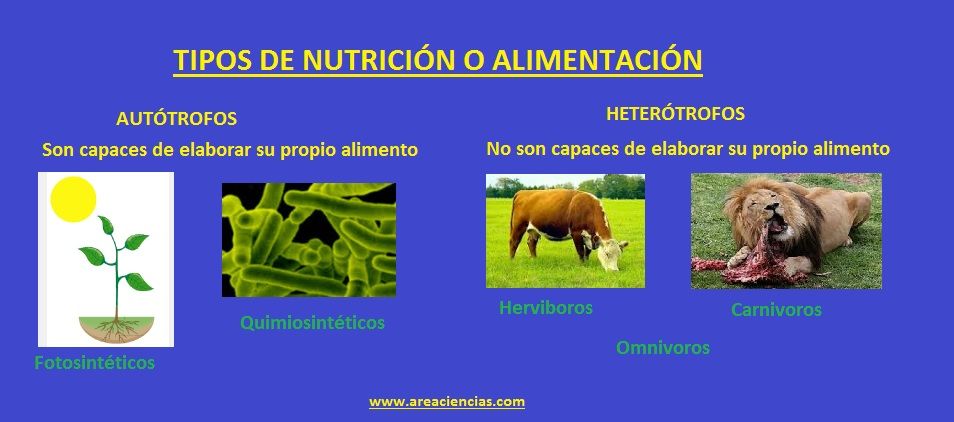 tipos de alimentacion