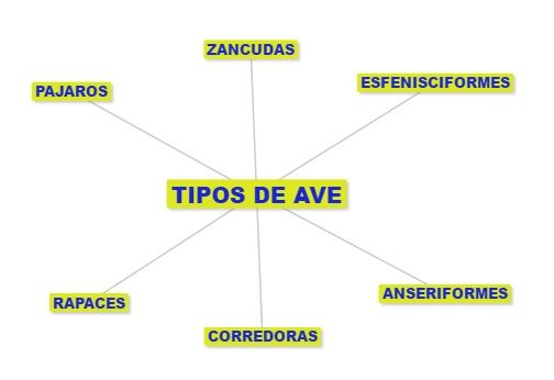 tipos de aves