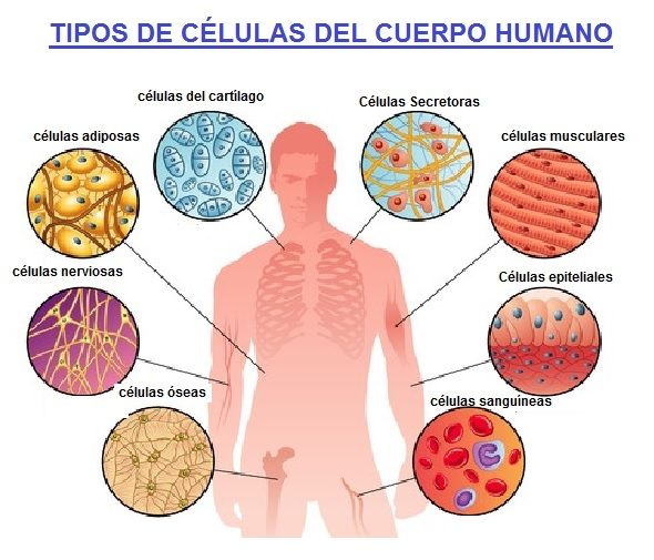 tipos de celulas del cuerpo humano