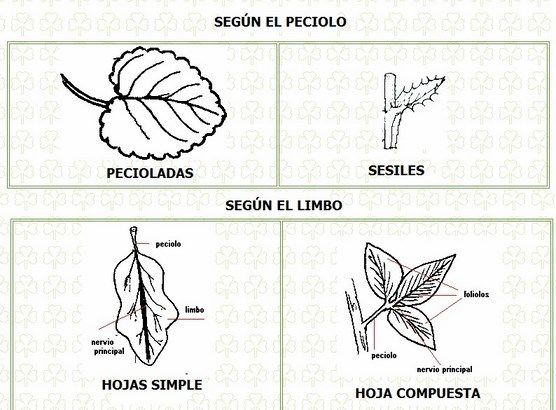 tipos de hojas