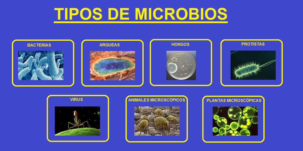 tipos de microbios
