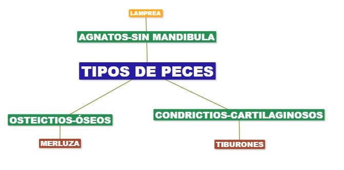 tipos de peces