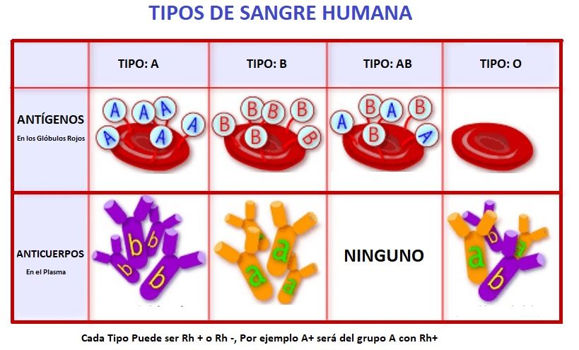 tipos de sangre