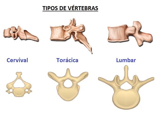 tipos de vértebras