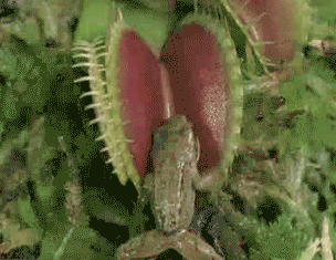 planta increible venus atrapamoscas