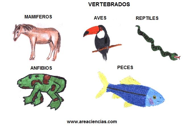 animales vertebrados