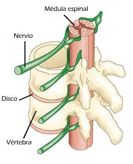 vertebras y medula espinal