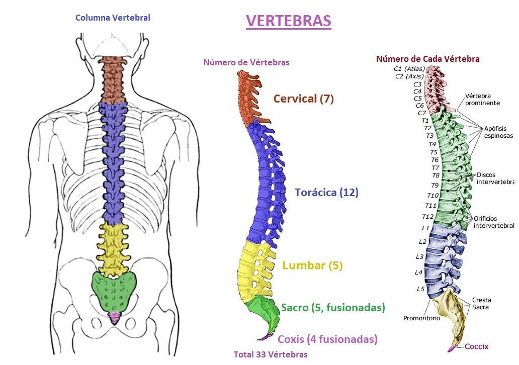 vertebras