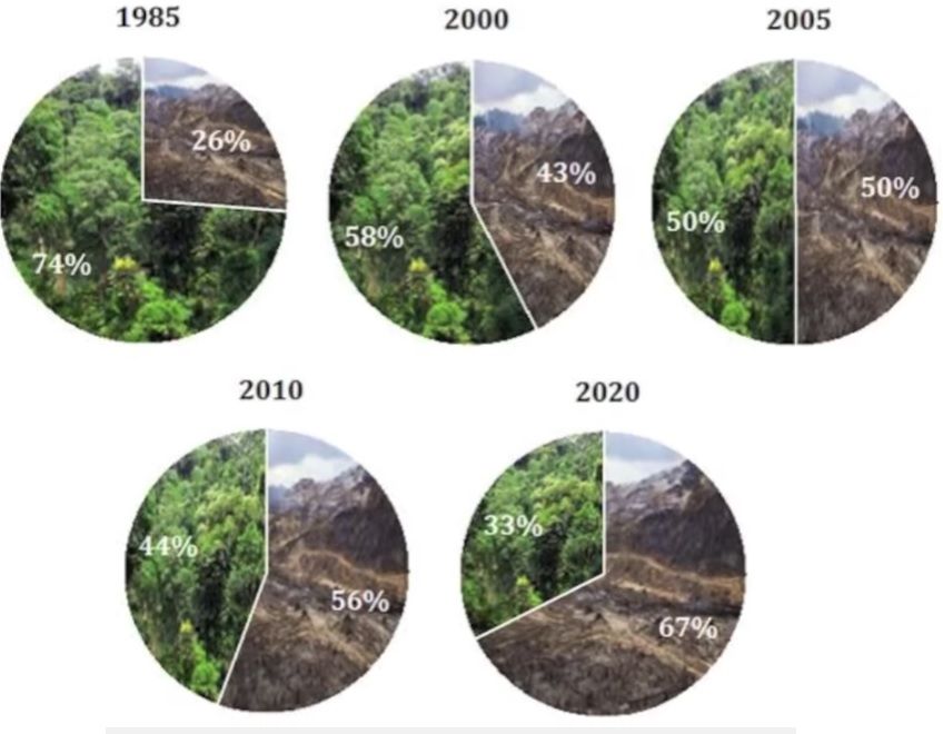 que es la deforestacion