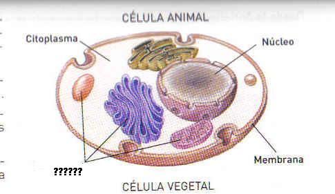 celula animal sin orgánulos.JPG