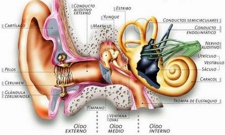 partes del oido