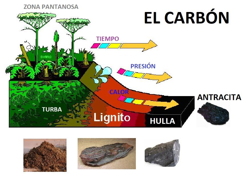 El carbón como roca orgánica