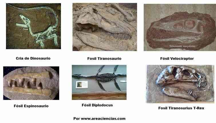 fosiles de dinosaurios