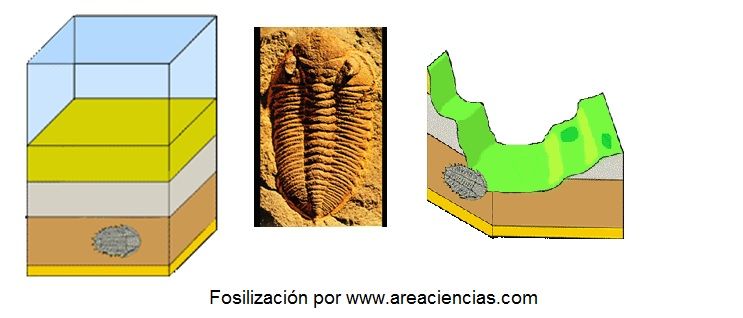 fosilizacion