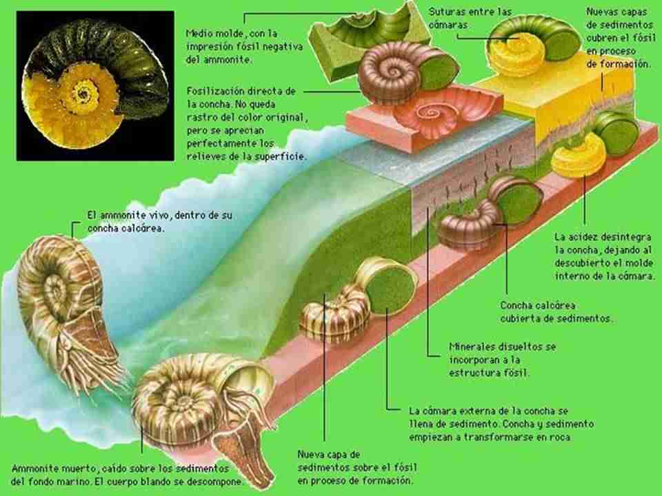 proceso fosiles