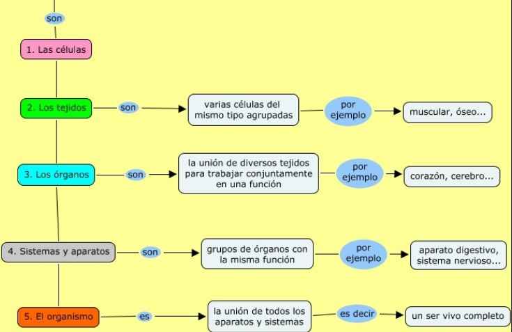 celulas tejidos organos sistemas y organismo