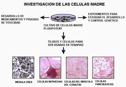 celulas madres investigacion