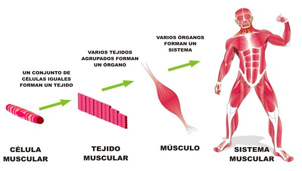 celulas tejidos organos y sistema