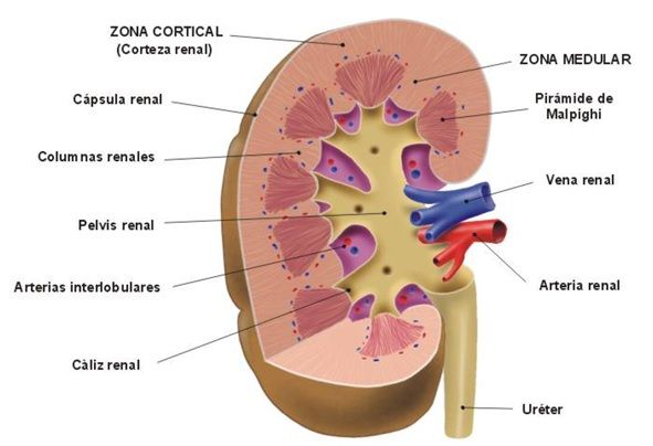 partes de un riñon