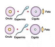 formación gemelos y mellizos